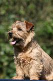 NORFOLK TERRIER 066